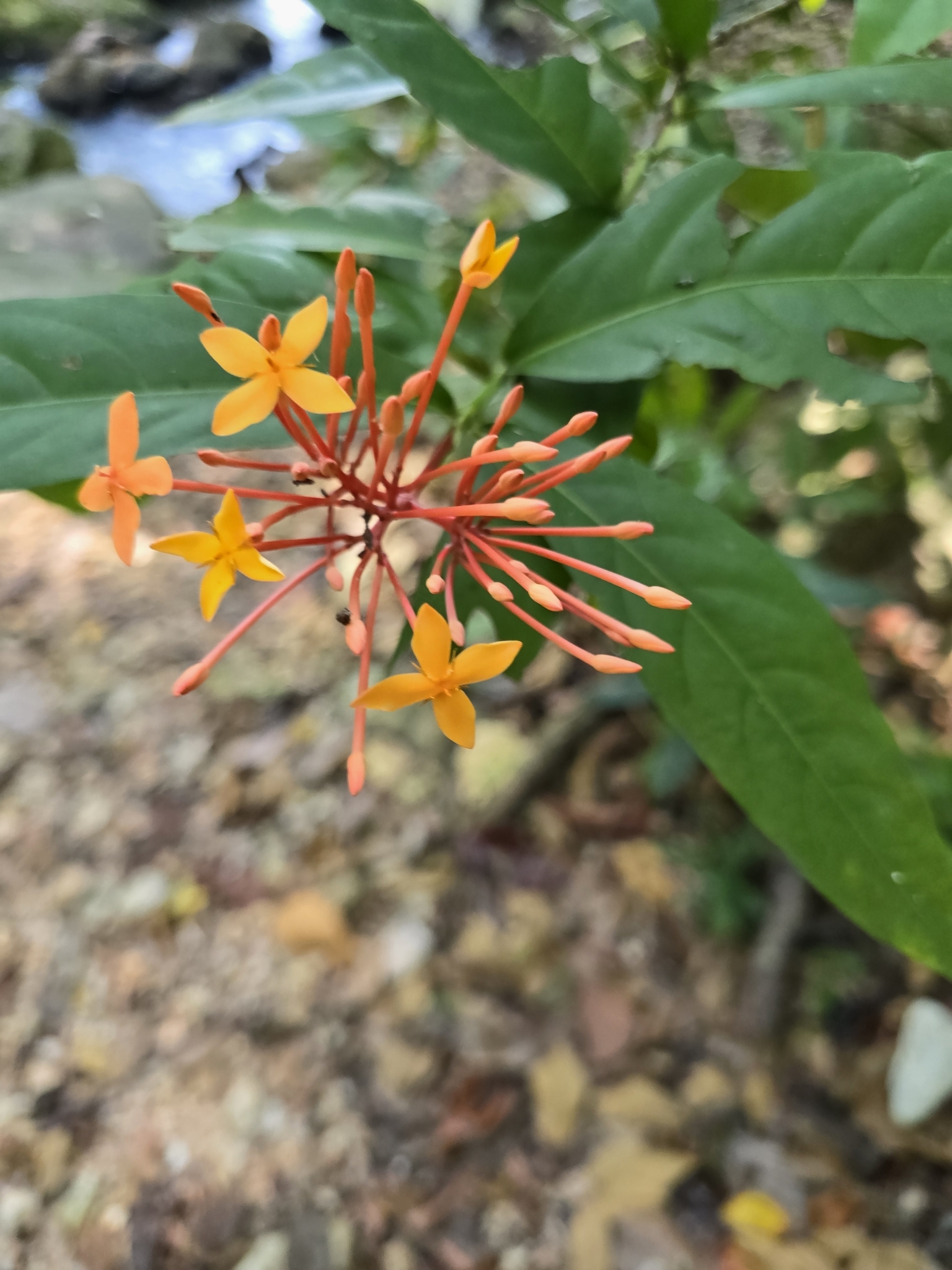 Imagem de Ixora-vermelha