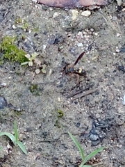 Ancistrocerus unifasciatus