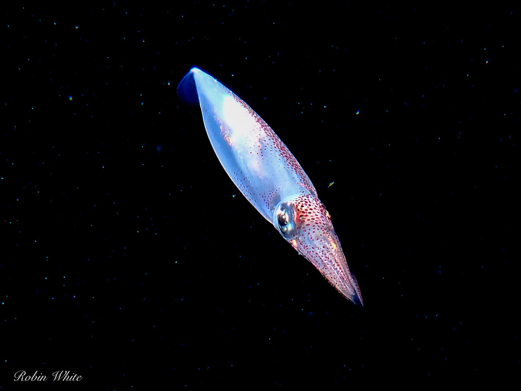 Photo of a Atlantic brief squid