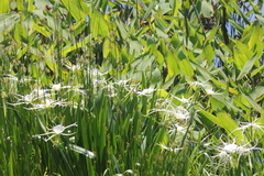 Hymenocallis liriosme