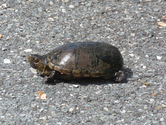 Kinosternon subrubrum subrubrum