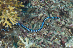 Laticauda laticaudata