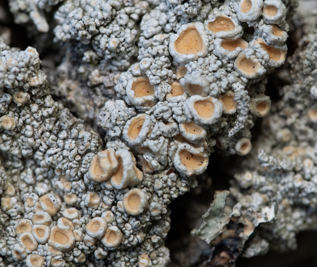 Double-Rimmed Saucer Lichen