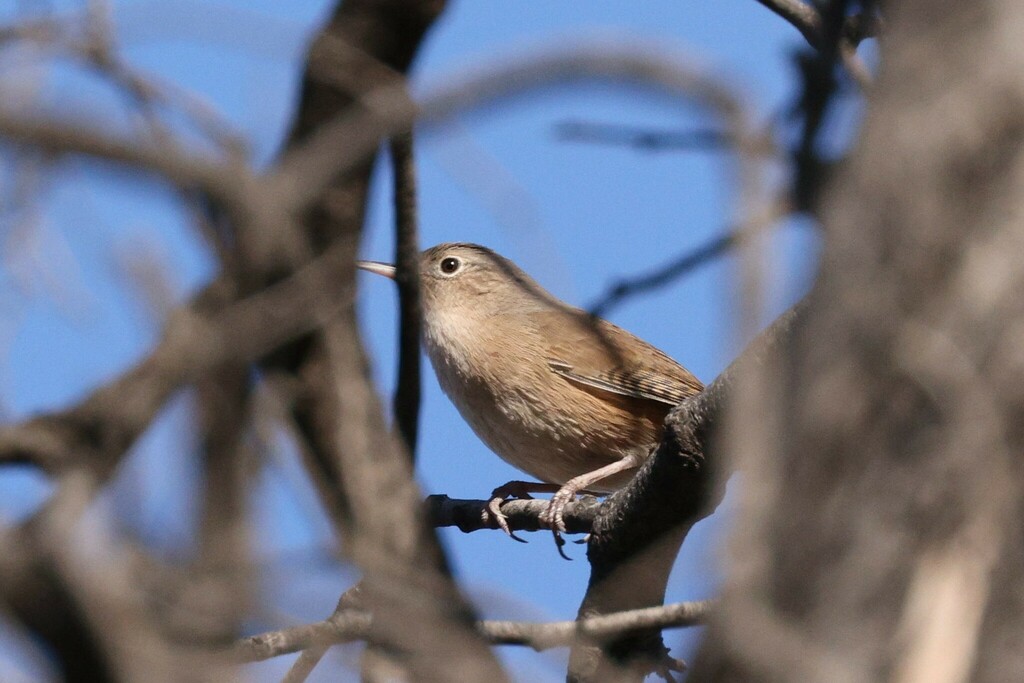 House Wren