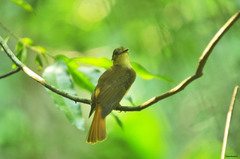 Onychorhynchus coronatus