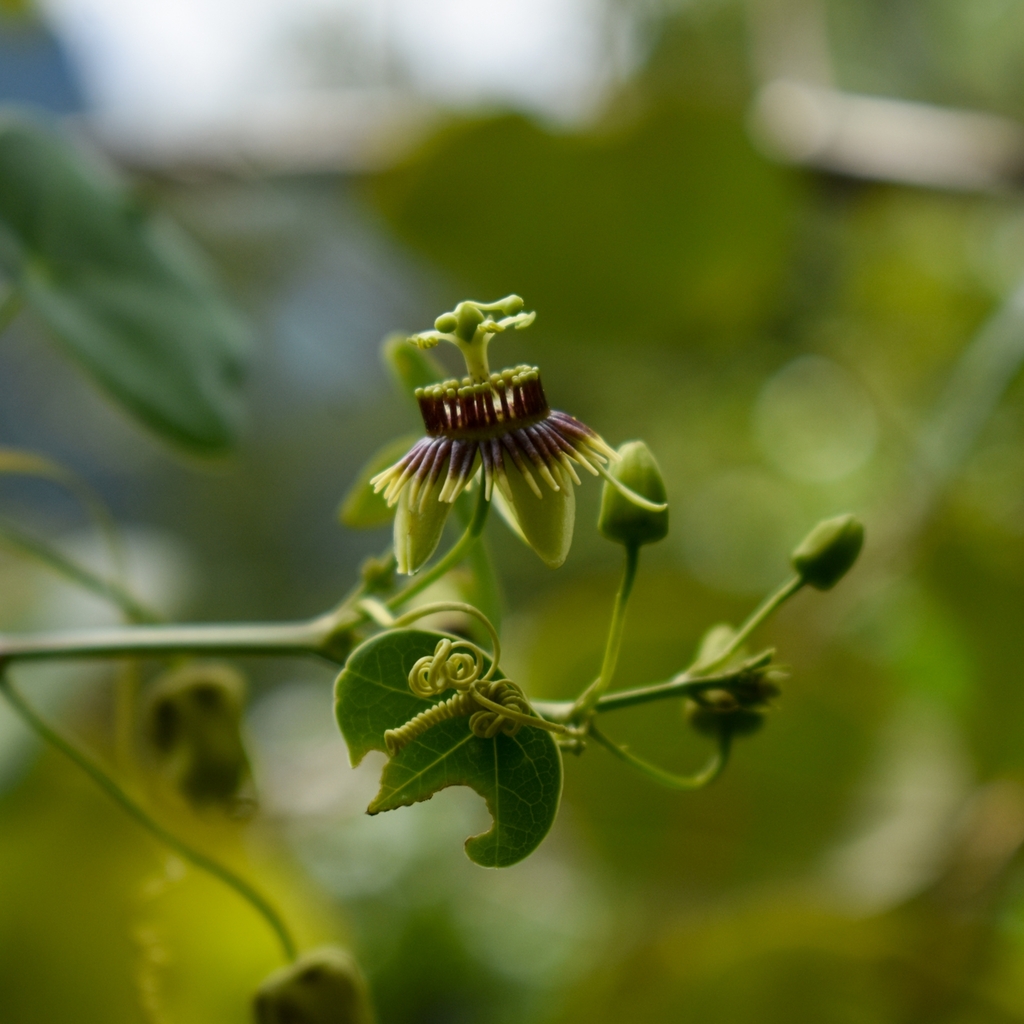 Passiflora clypeophylla
