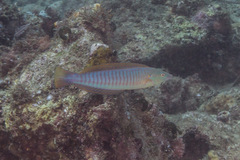 Hologymnosus doliatus