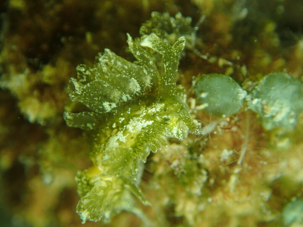 Spotted Sacoglossan