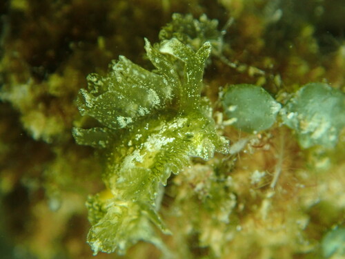 Spotted Sacoglossan