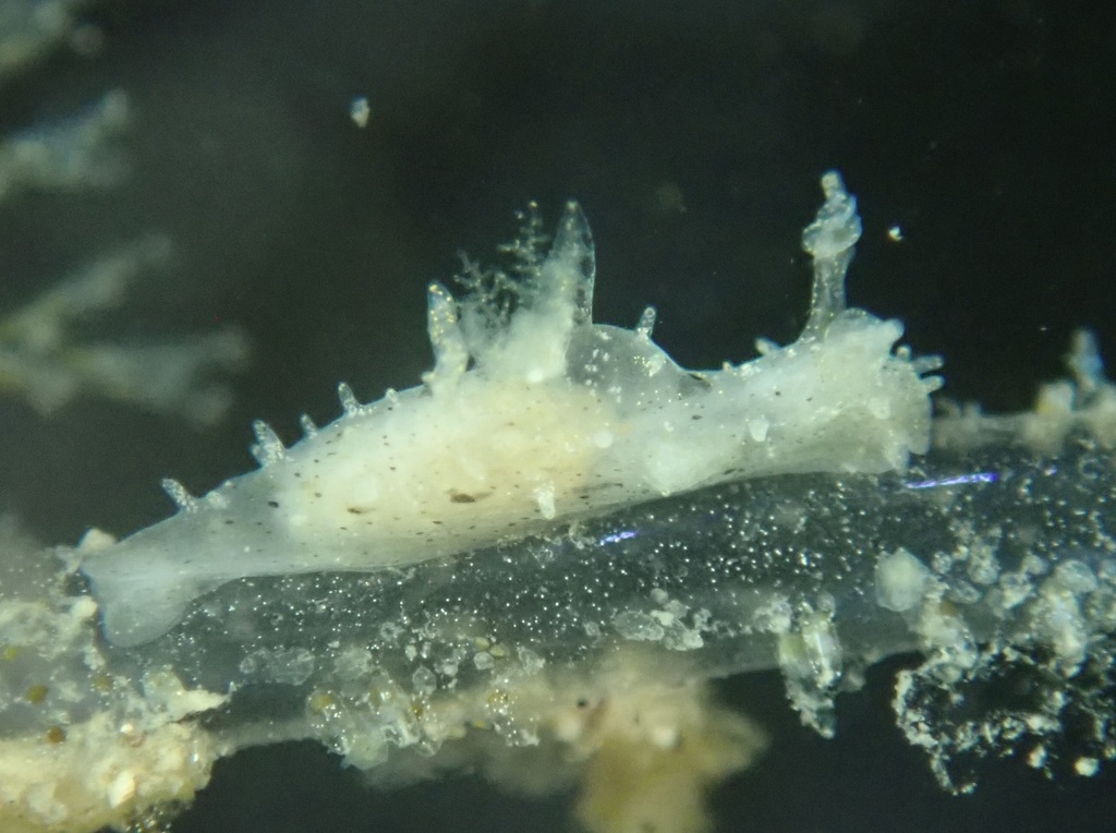 Gland Dorid