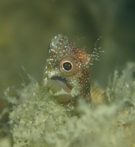 Browncheek blenny (Acanthemblemaria crockeri) — Chaenopsidae — 3