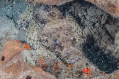 Cymbacephalus beauforti