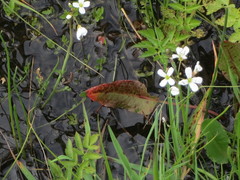 Cardamine penduliflora