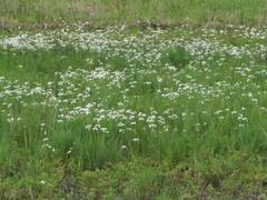 Cardamine penduliflora