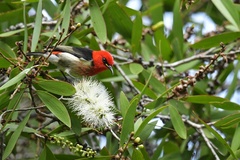 Myzomela caledonica