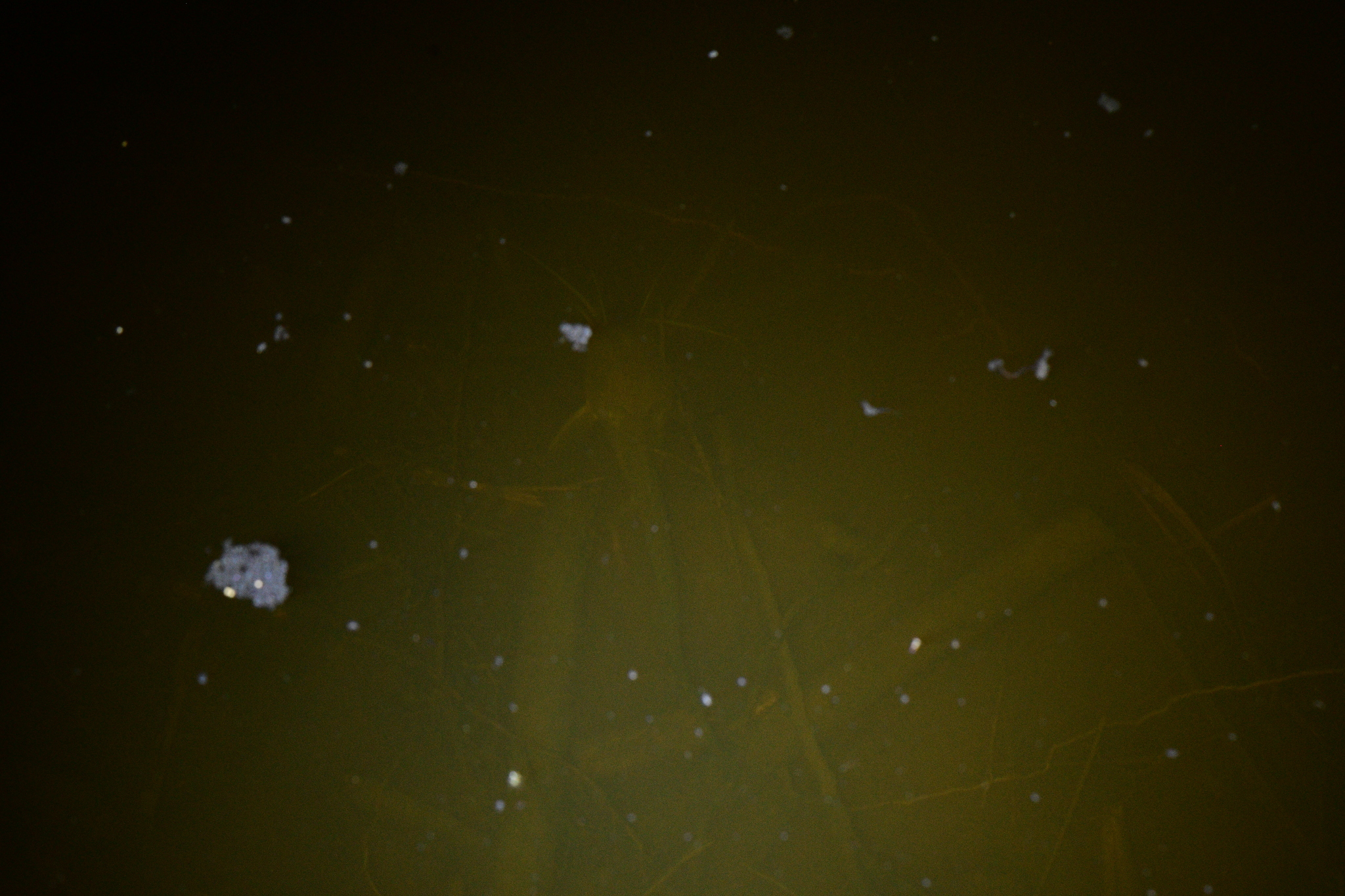 ปลาดุก, ปลาดุกด้าน, ปลาดุกน้ำจืด, aasia angersäga, albino walking fish, alimudan, ålmal, andeng, asiatisk vandrarmal, cá trèn trang, cá trê tráng, clarias catfish, climbing perch, freshwater catfish, froschwels, ikan lele, magur, walking catfish