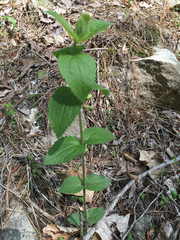Eupatorium pubescens