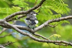Lalage leucopyga montrosieri