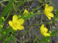 Ranunculus alismifolius