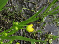 Ranunculus alismifolius
