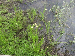 Ranunculus alismifolius