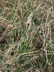 Carex scabrifolia