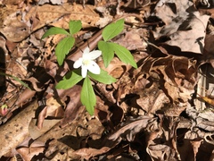 Anemonoides lancifolia