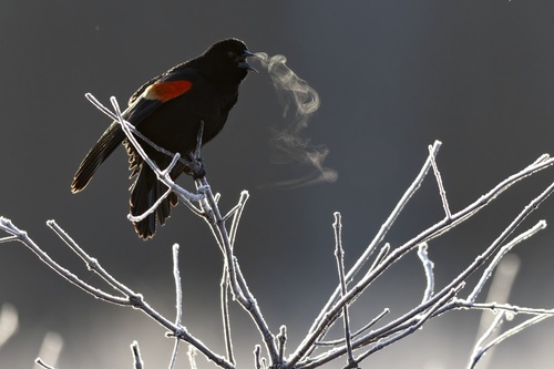 Red-winged Blackbird (Agelaius phoeniceus), photo 8