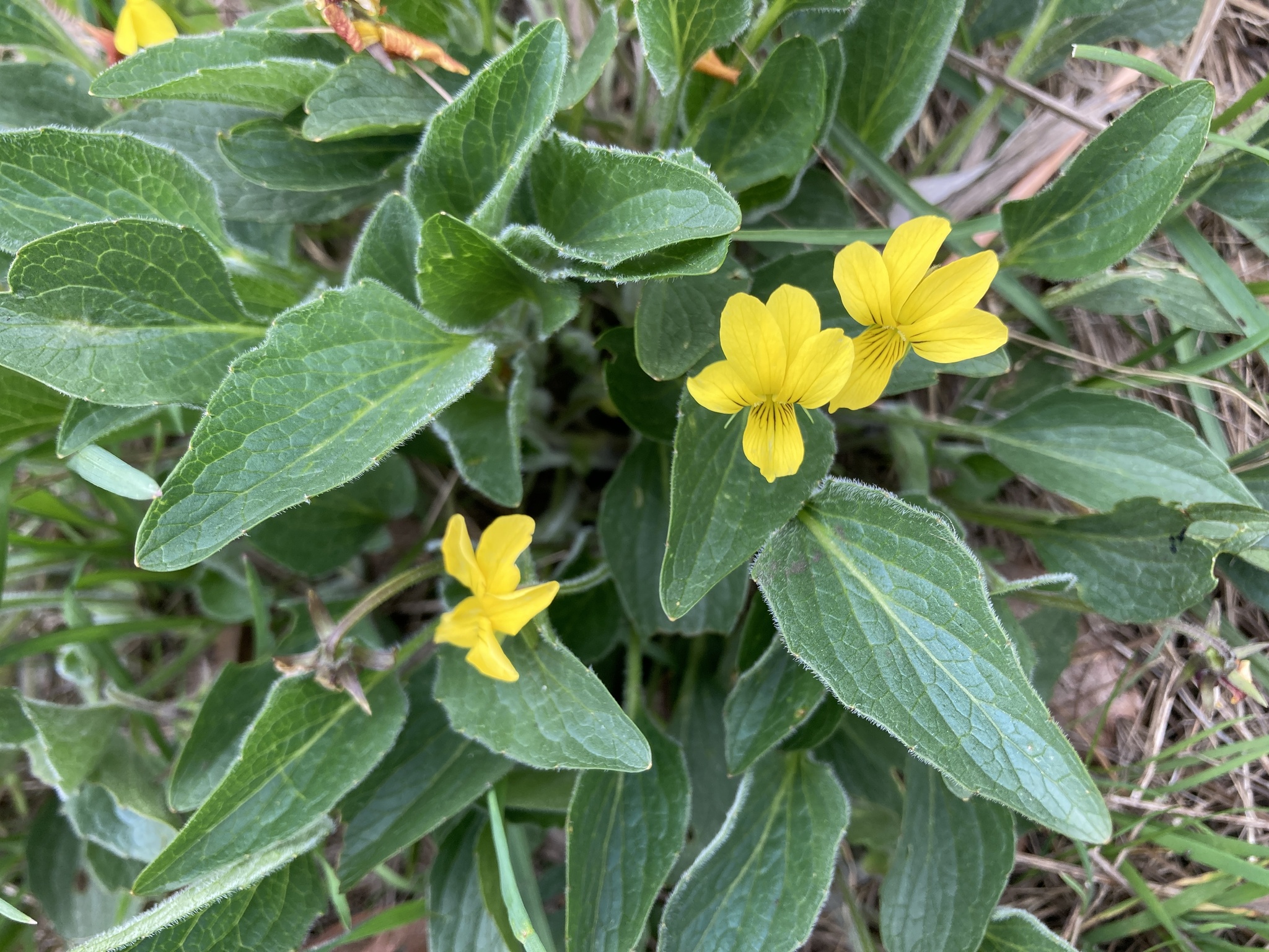Viola praemorsa