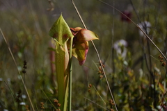 Sarracenia