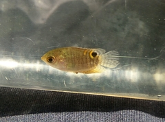Java Combtail photo 4