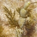 Notheia anomala - Photo (c) Peter Crowcroft, algunos derechos reservados (CC BY), subido por Peter Crowcroft
