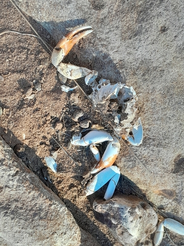 Namib River Crab