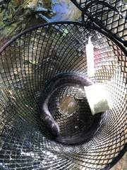 Amphiuma tridactylum