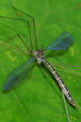 Limnophilella delicatula