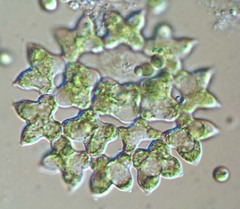 Pediastrum duplex
