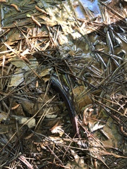Amphiuma tridactylum