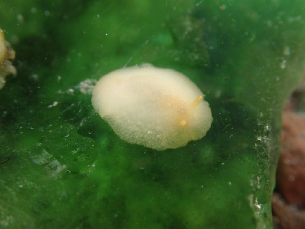 Ernst's Dorid