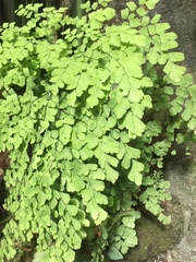 Adiantum raddianum