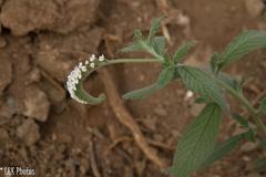 Heliotropium steudneri