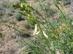 Astragalus filipes