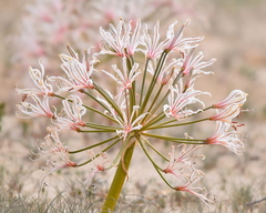 Nerine laticoma