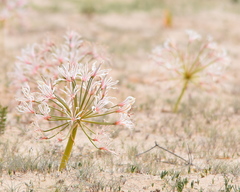Nerine laticoma