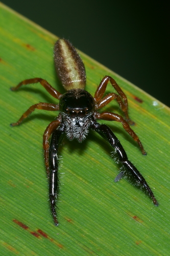 Black-headed Jumping Spider photo 5