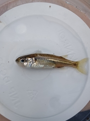 Marjorie's Freshwater Hardyhead photo 5