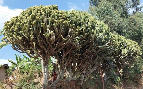 Common Tree Euphorbia