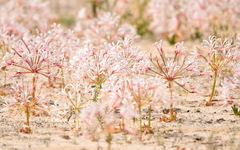 Nerine laticoma