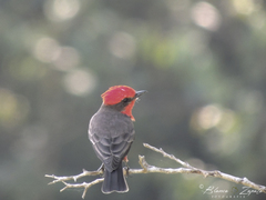 Pyrocephalus rubinus