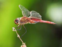 Tramea abdominalis