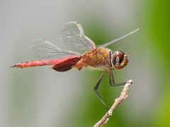 Tramea abdominalis